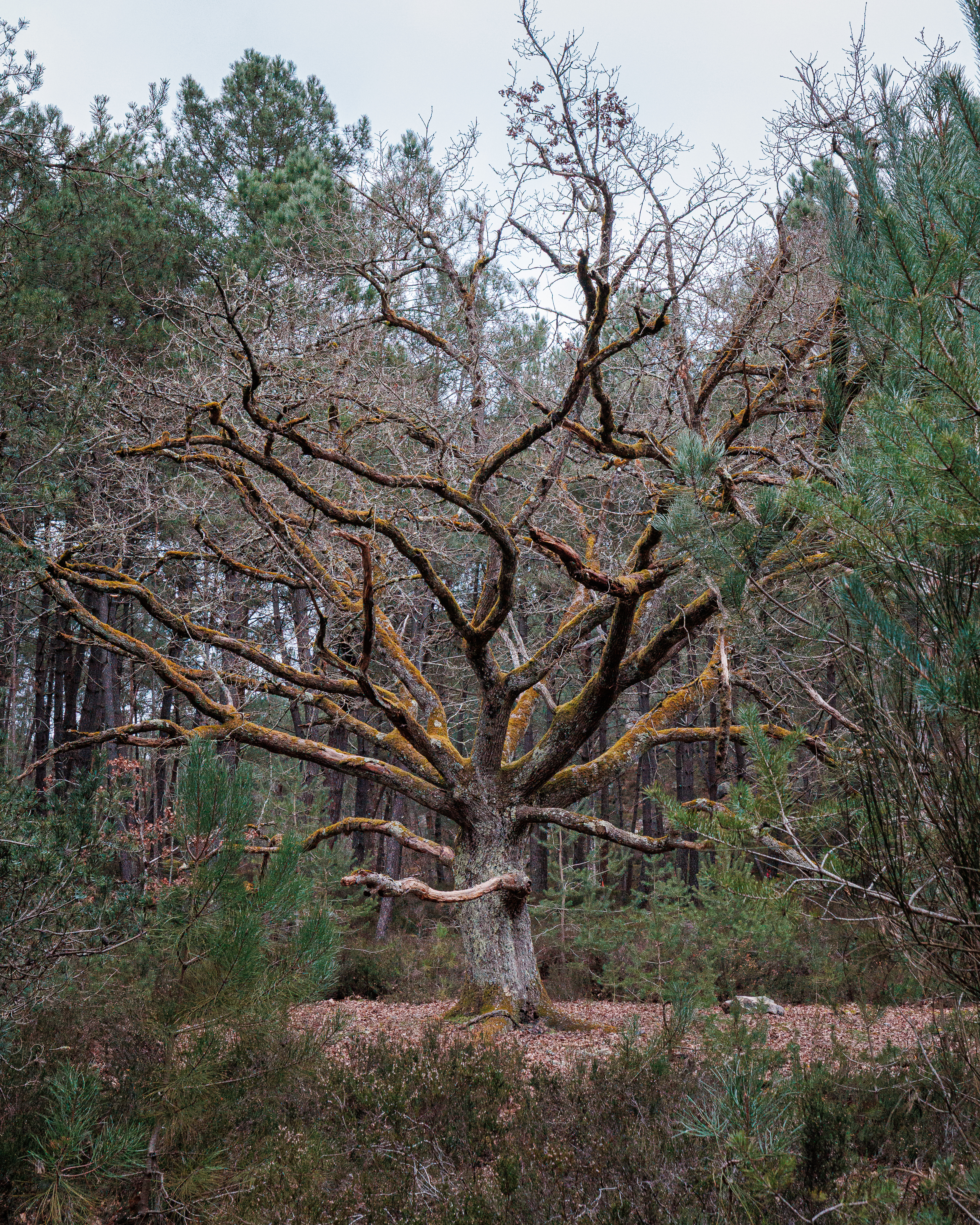 Tree image 1